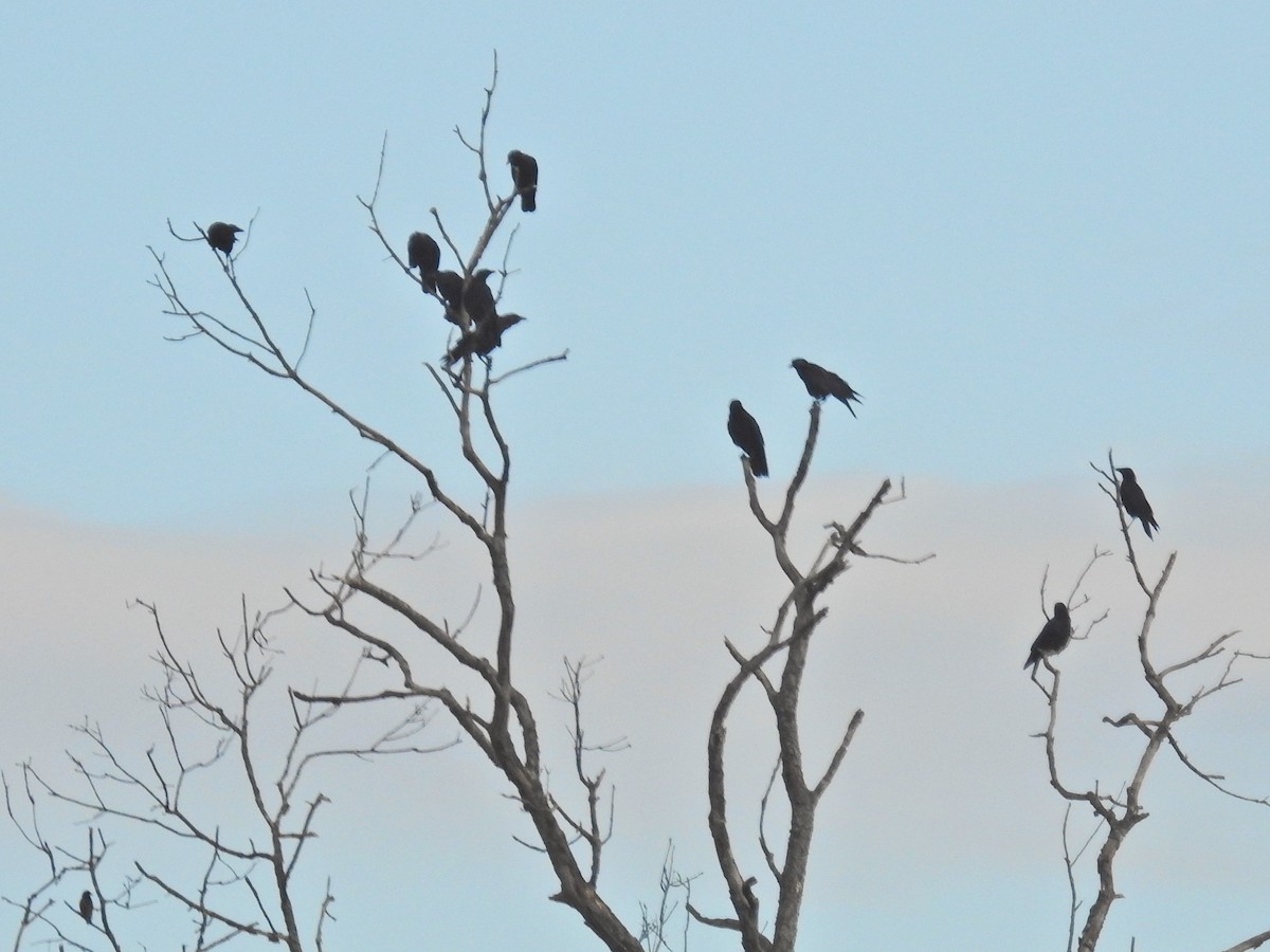American Crow - ML641025918