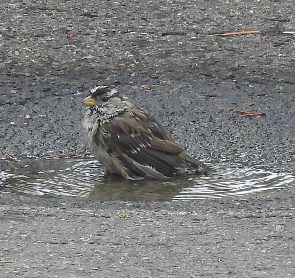 White-crowned Sparrow - ML641025919