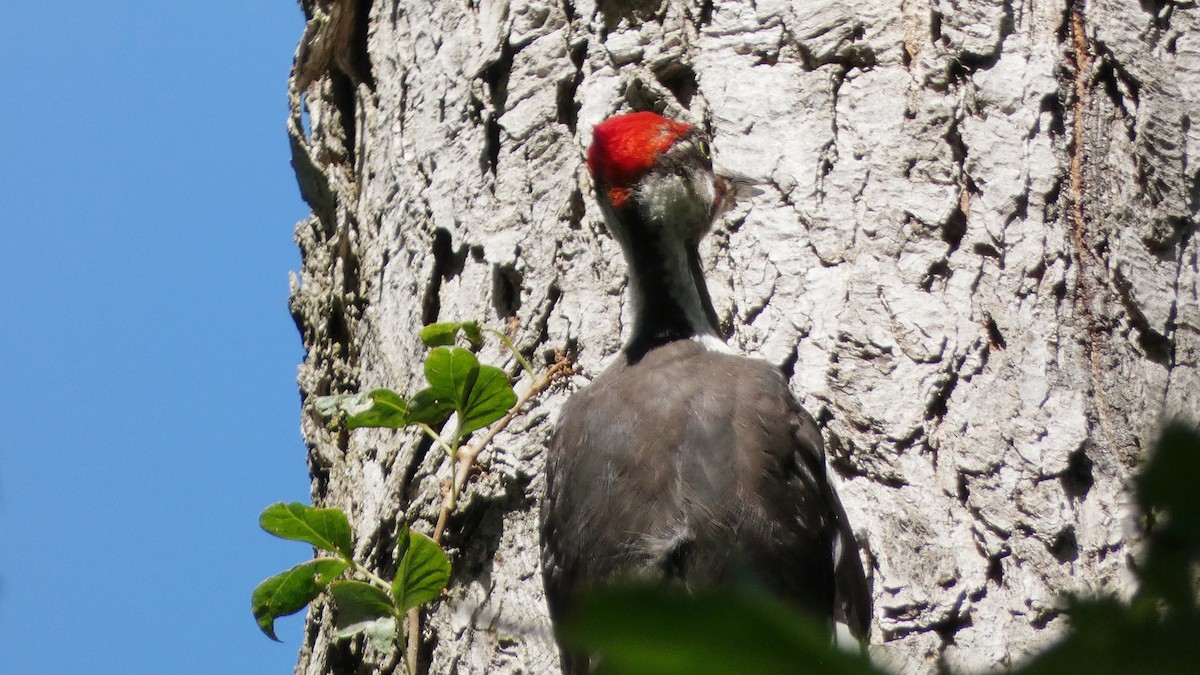 Pileated Woodpecker - ML641025920