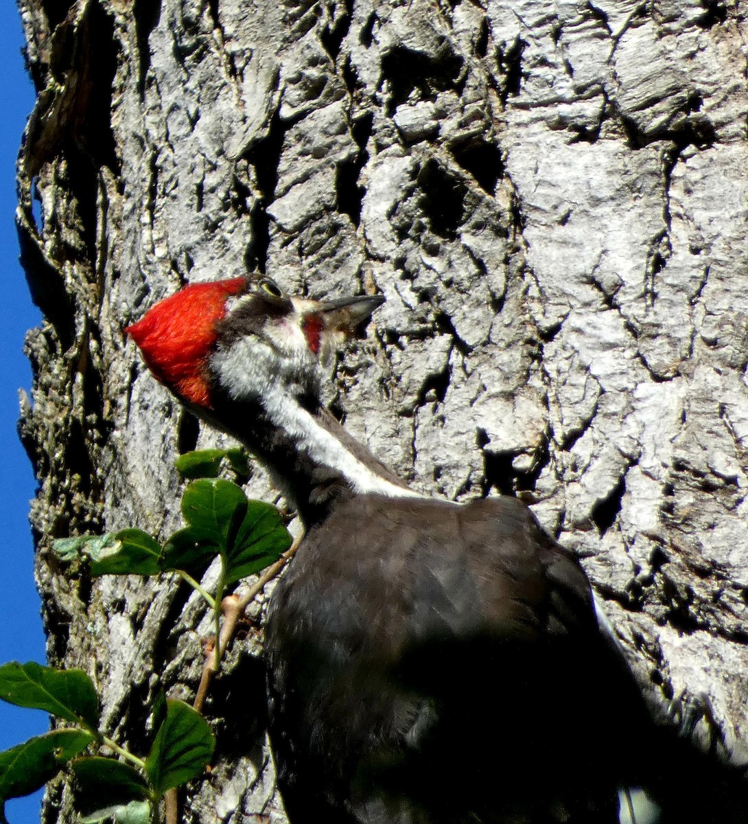 Pileated Woodpecker - ML641025927