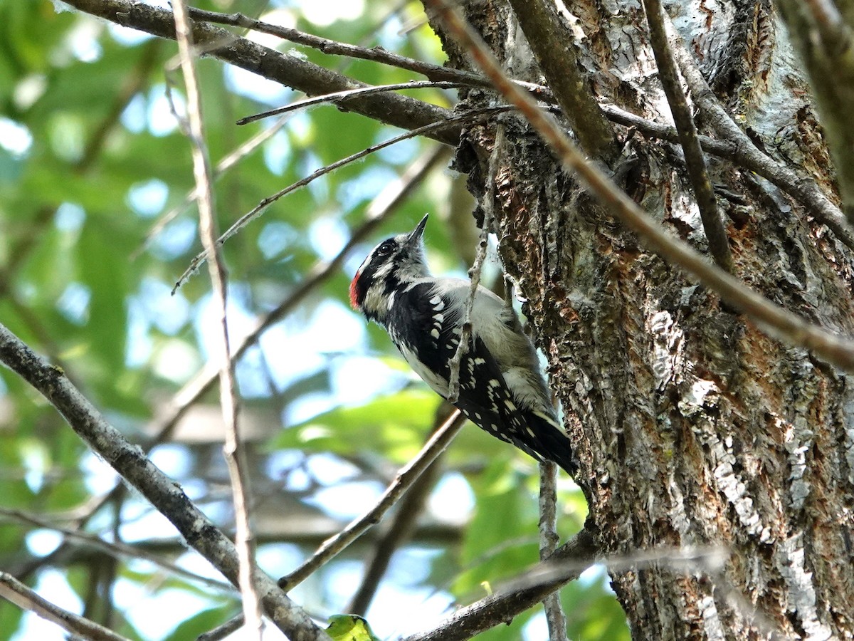 Downy Woodpecker - ML641025970