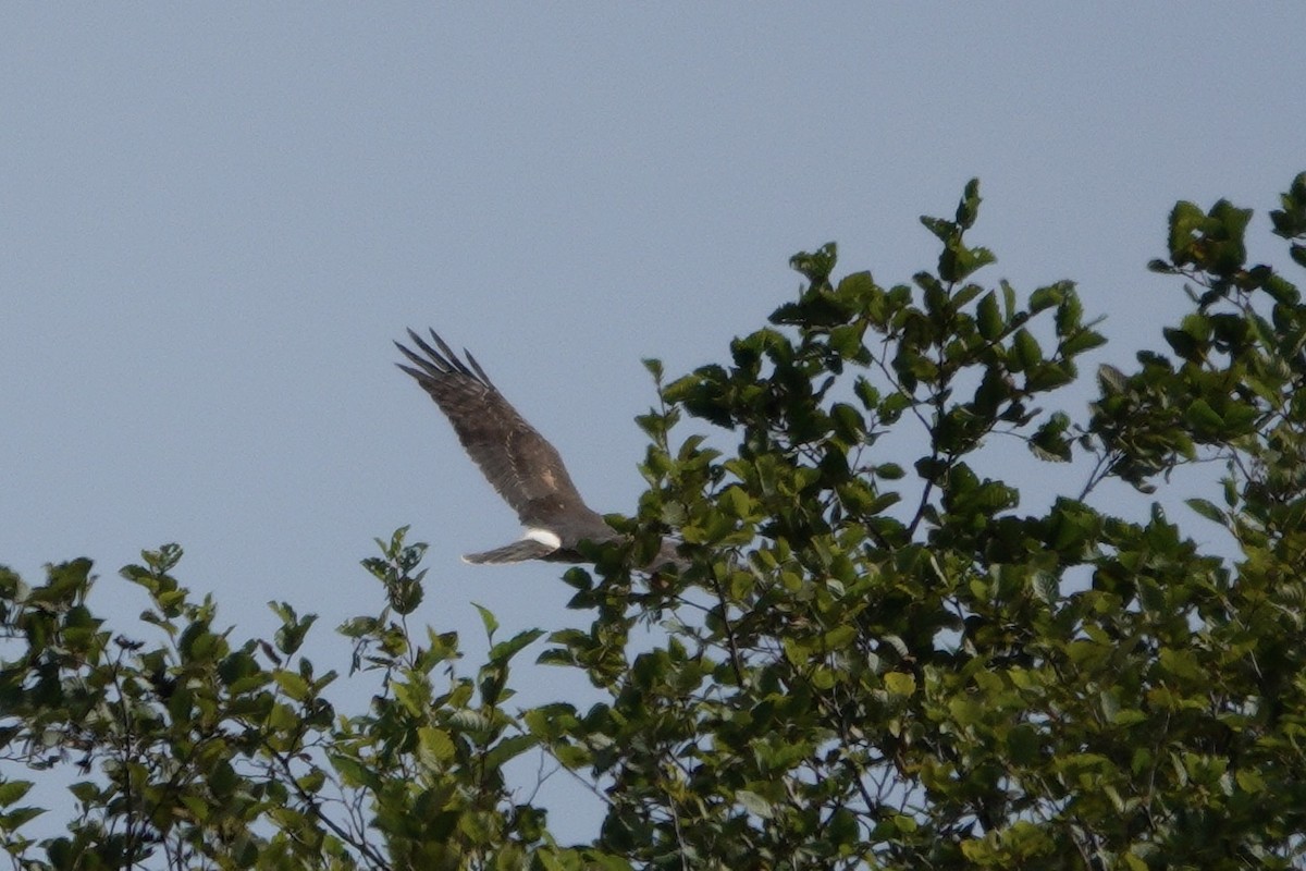 Northern Harrier - ML641025971