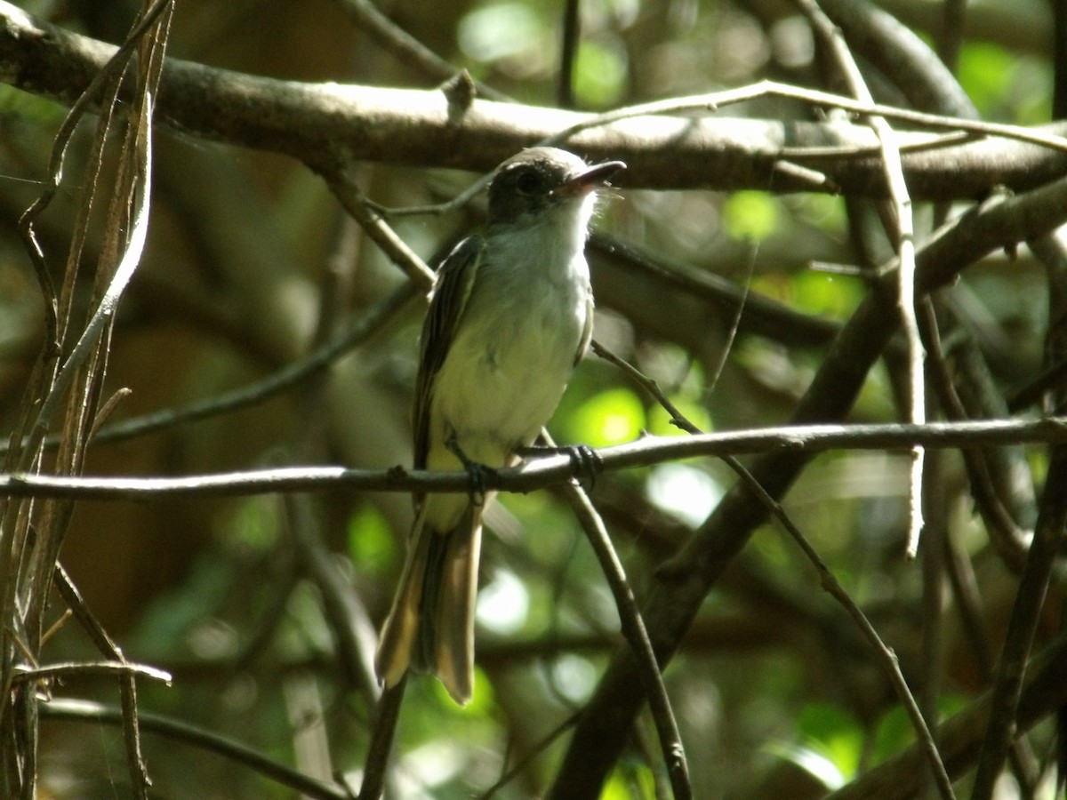 La Sagra's Flycatcher - ML641025990