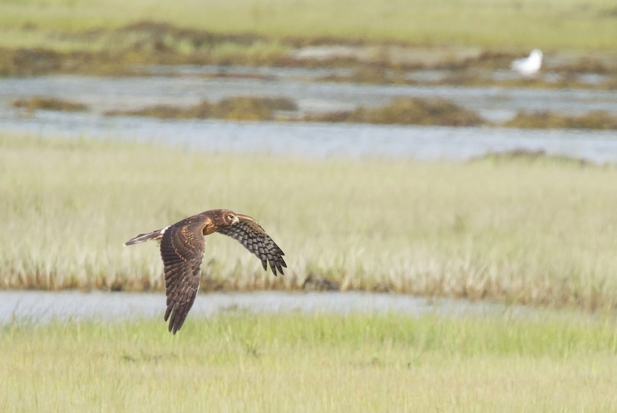 Northern Harrier - ML641025991