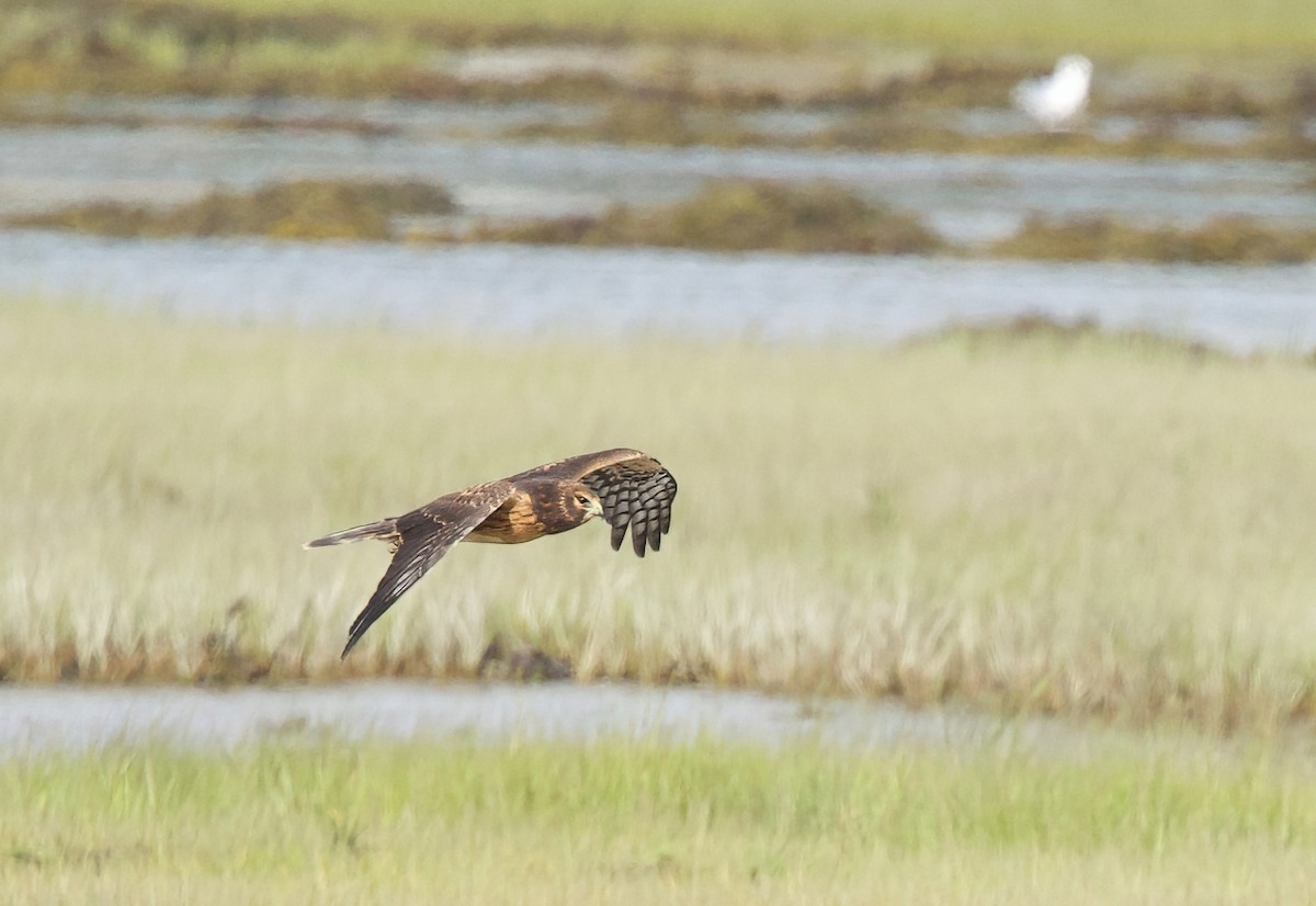 Northern Harrier - ML641025992