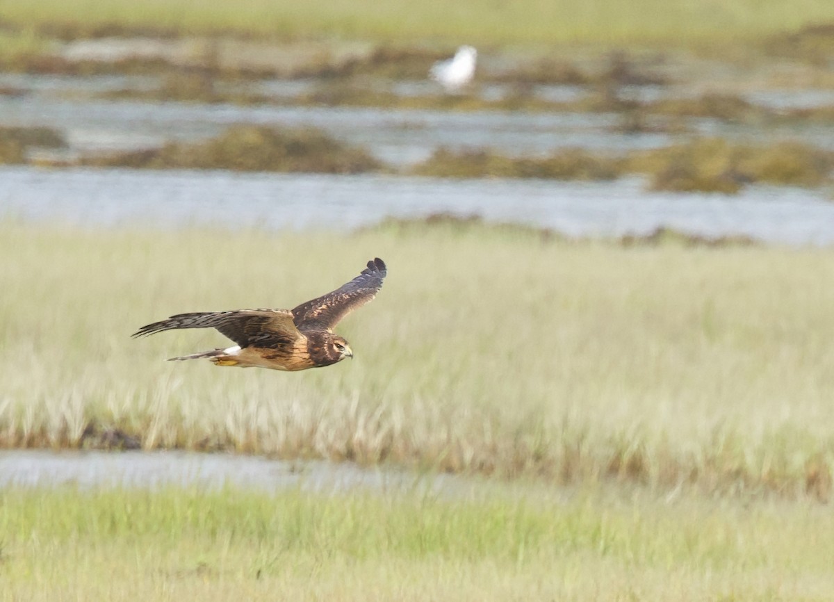 Northern Harrier - ML641025993