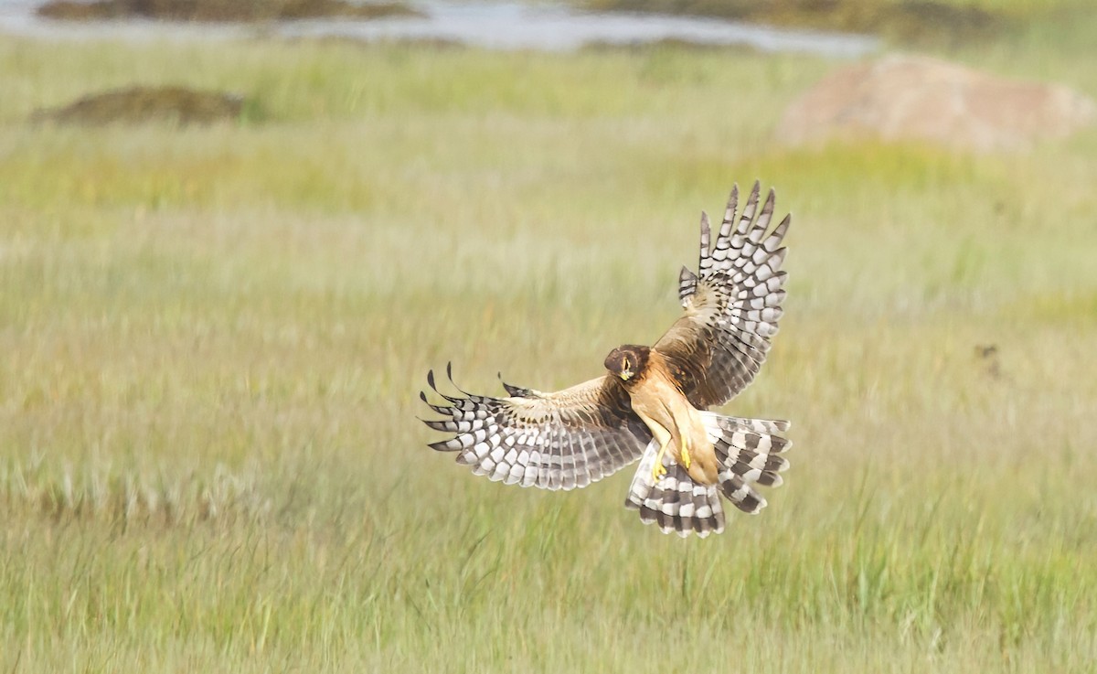 Northern Harrier - ML641025994