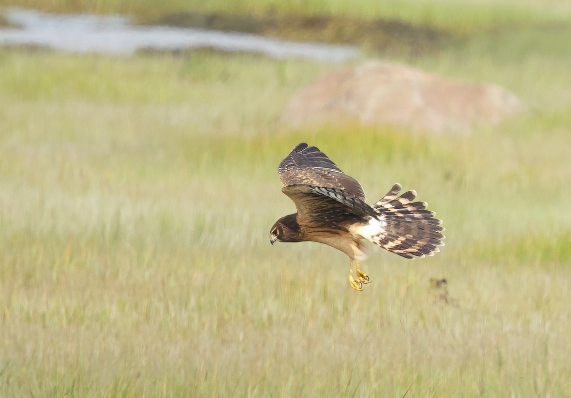 Northern Harrier - ML641025996