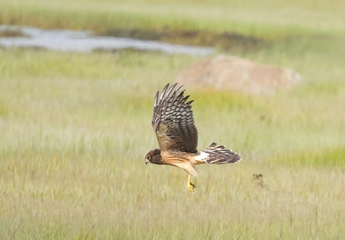 Northern Harrier - ML641025997