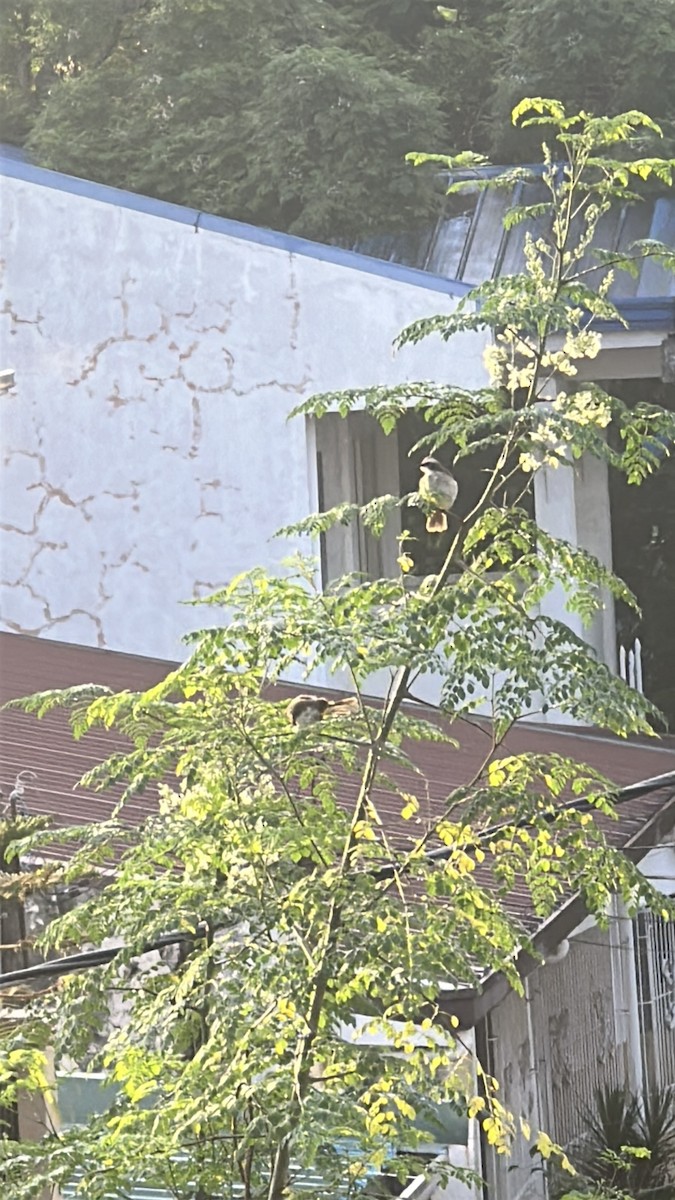 Yellow-vented Bulbul - ML641025998