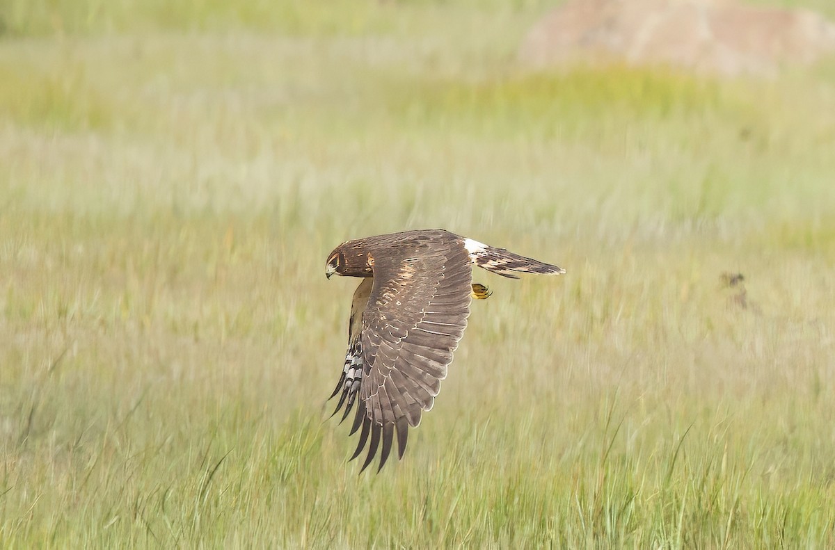 Northern Harrier - ML641025999