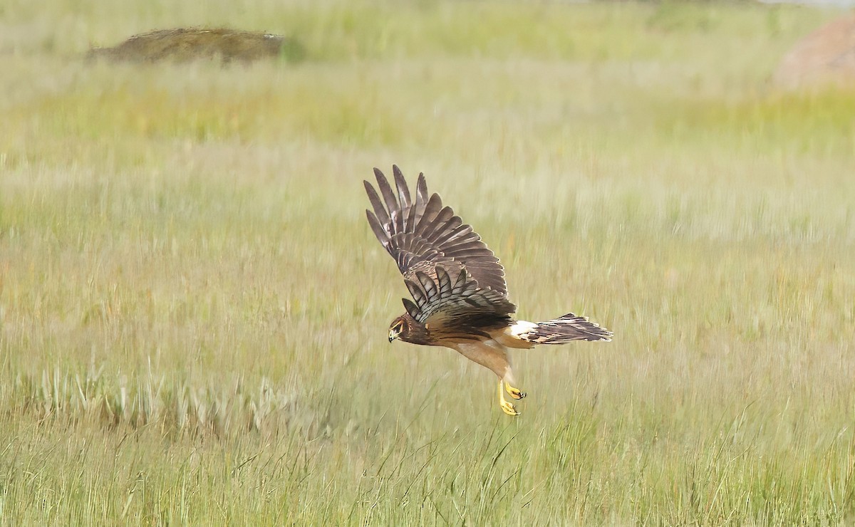 Northern Harrier - ML641026001