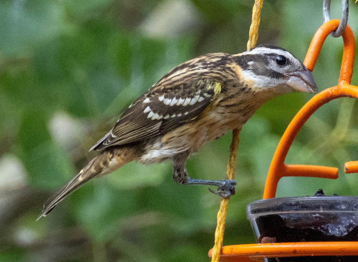 Rose-breasted Grosbeak - ML641026010
