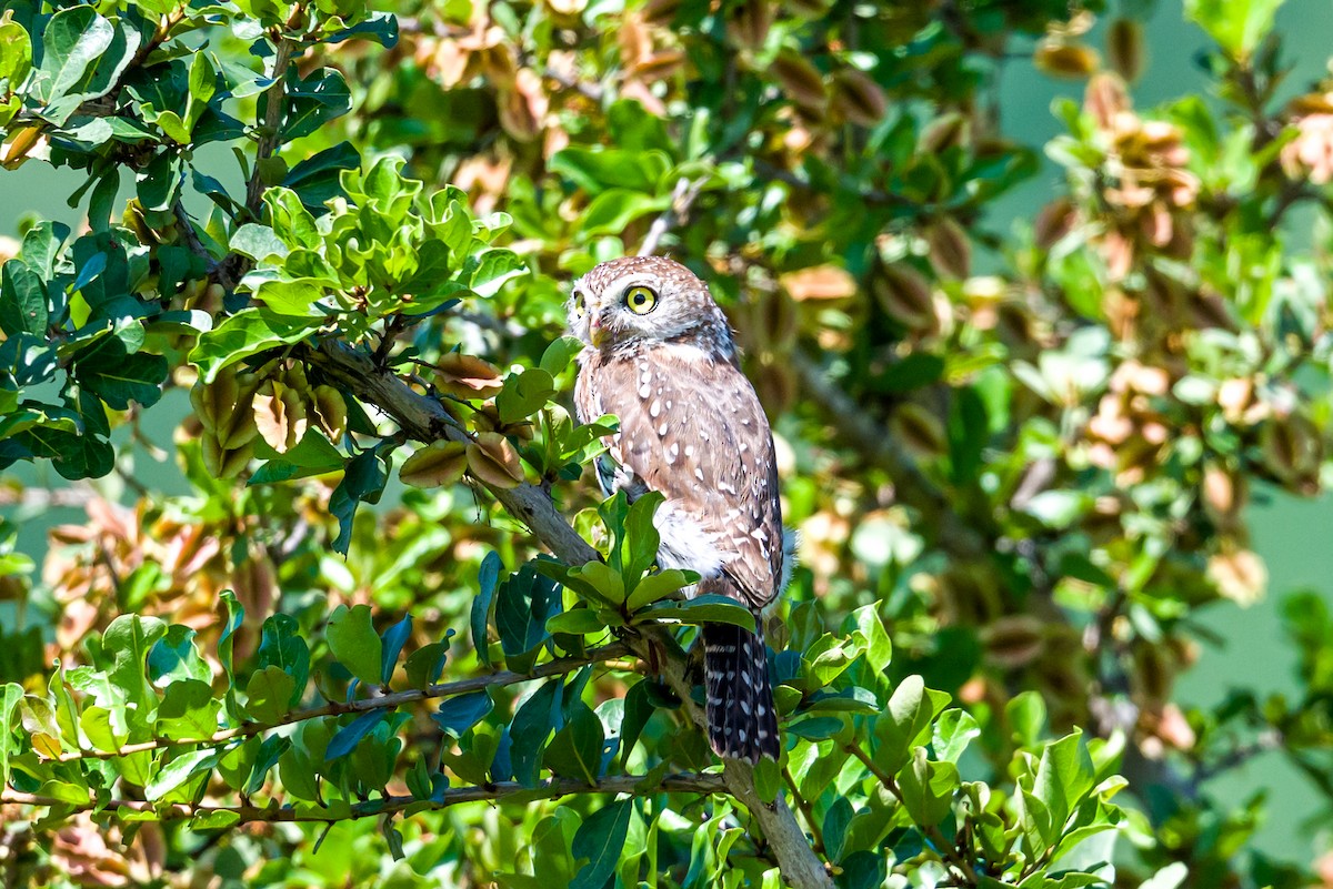 Pearl-spotted Owlet - ML641026012