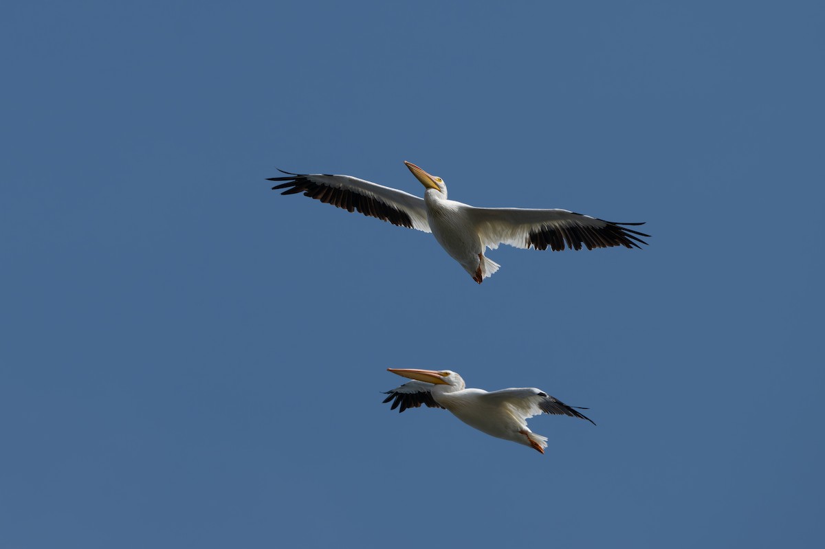 American White Pelican - ML641026016