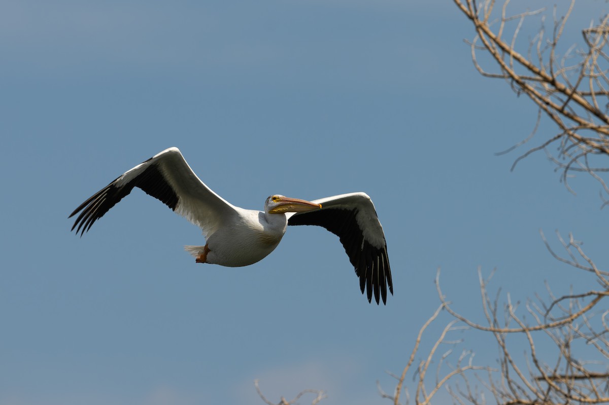 American White Pelican - ML641026017