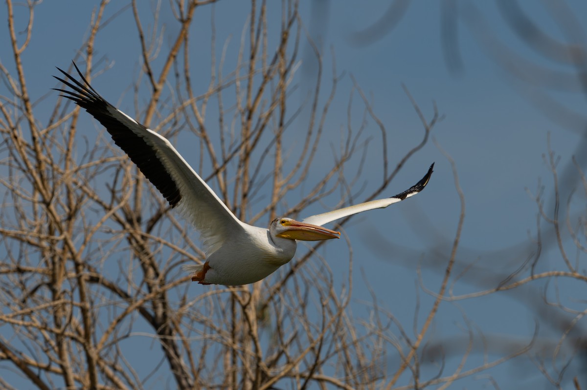 American White Pelican - ML641026018
