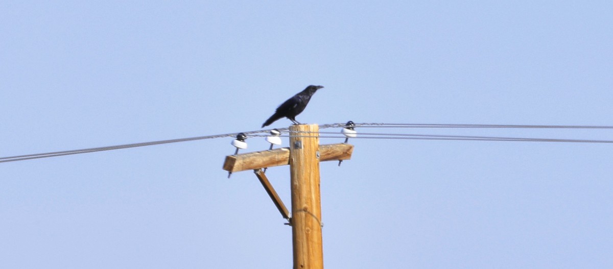 Grand Corbeau - ML641026032