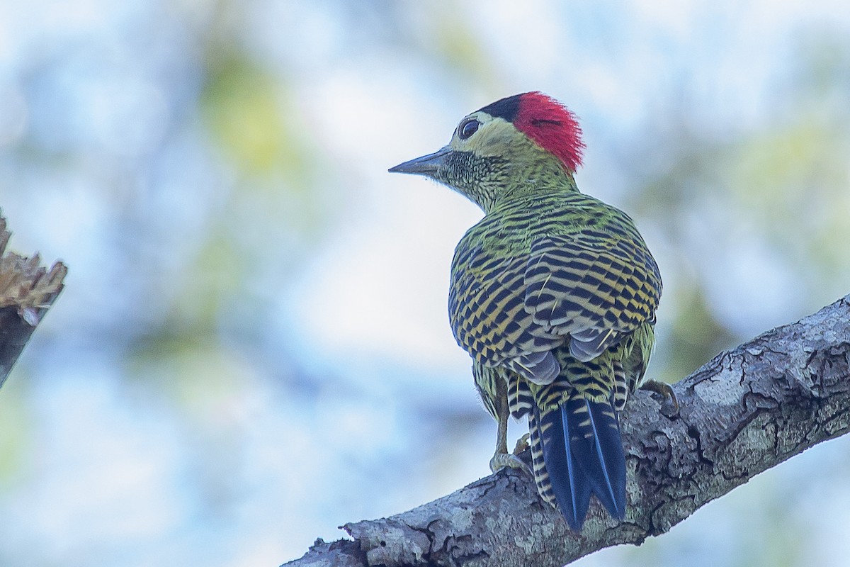 Green-barred Woodpecker - ML641026040