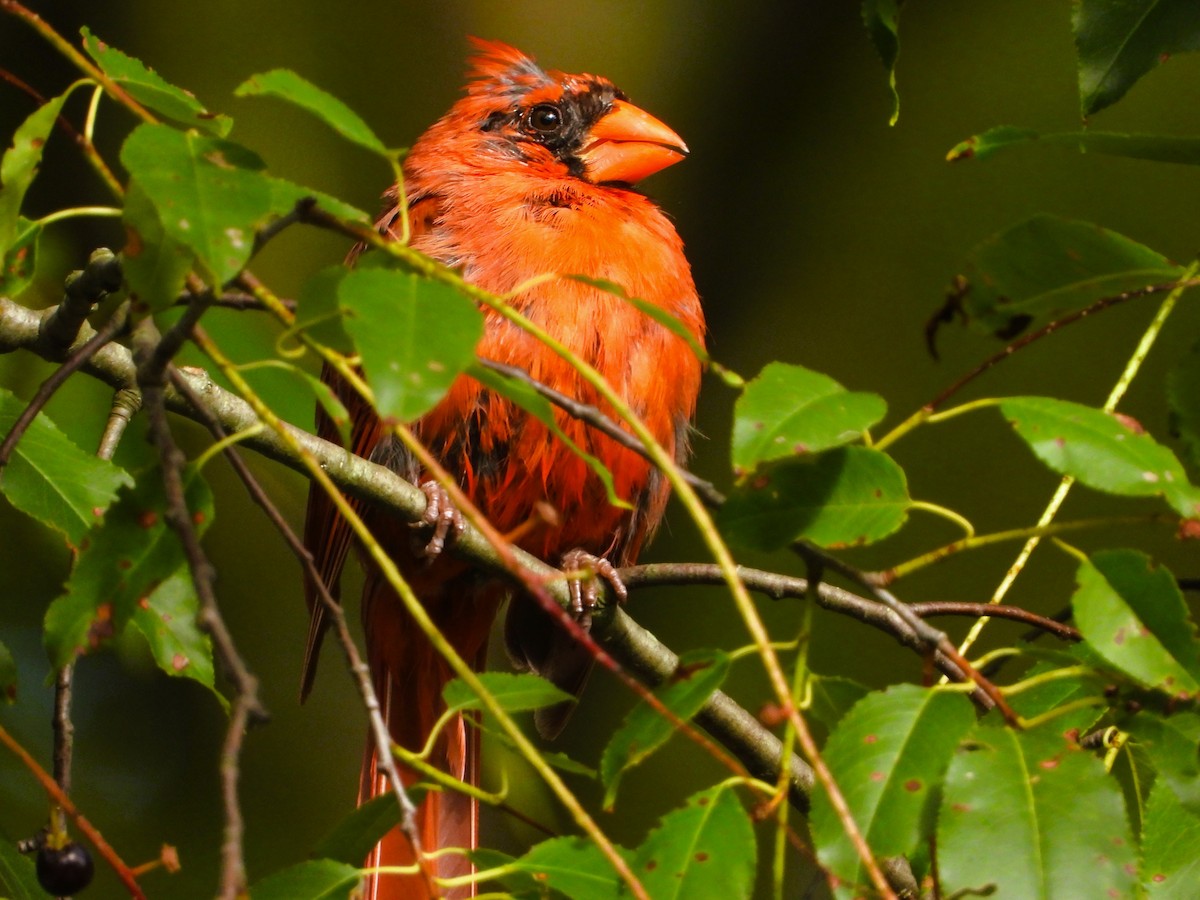 Northern Cardinal - ML641026053