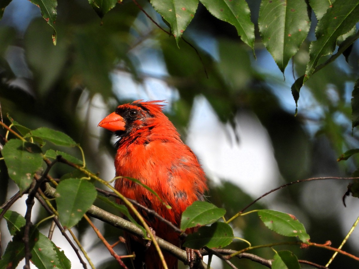 Northern Cardinal - ML641026054