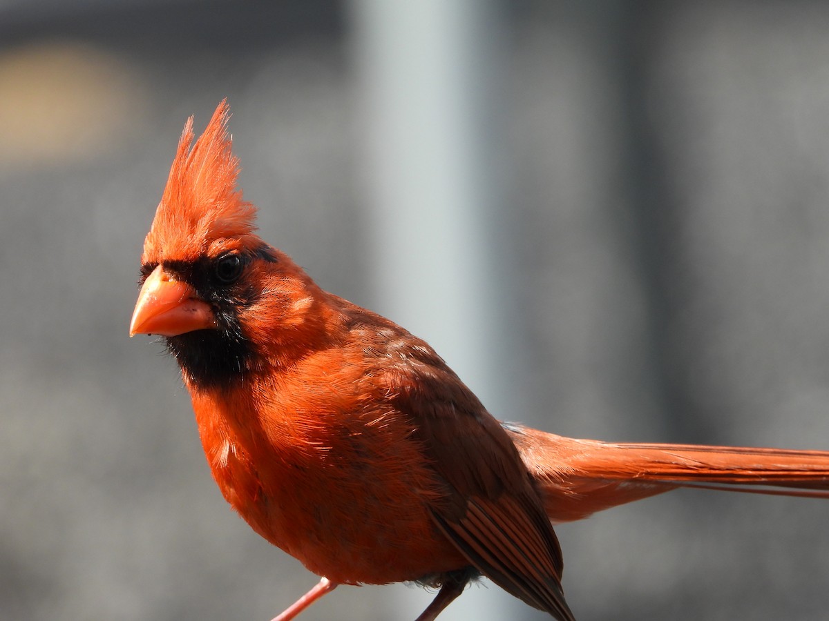 Northern Cardinal - ML641026055