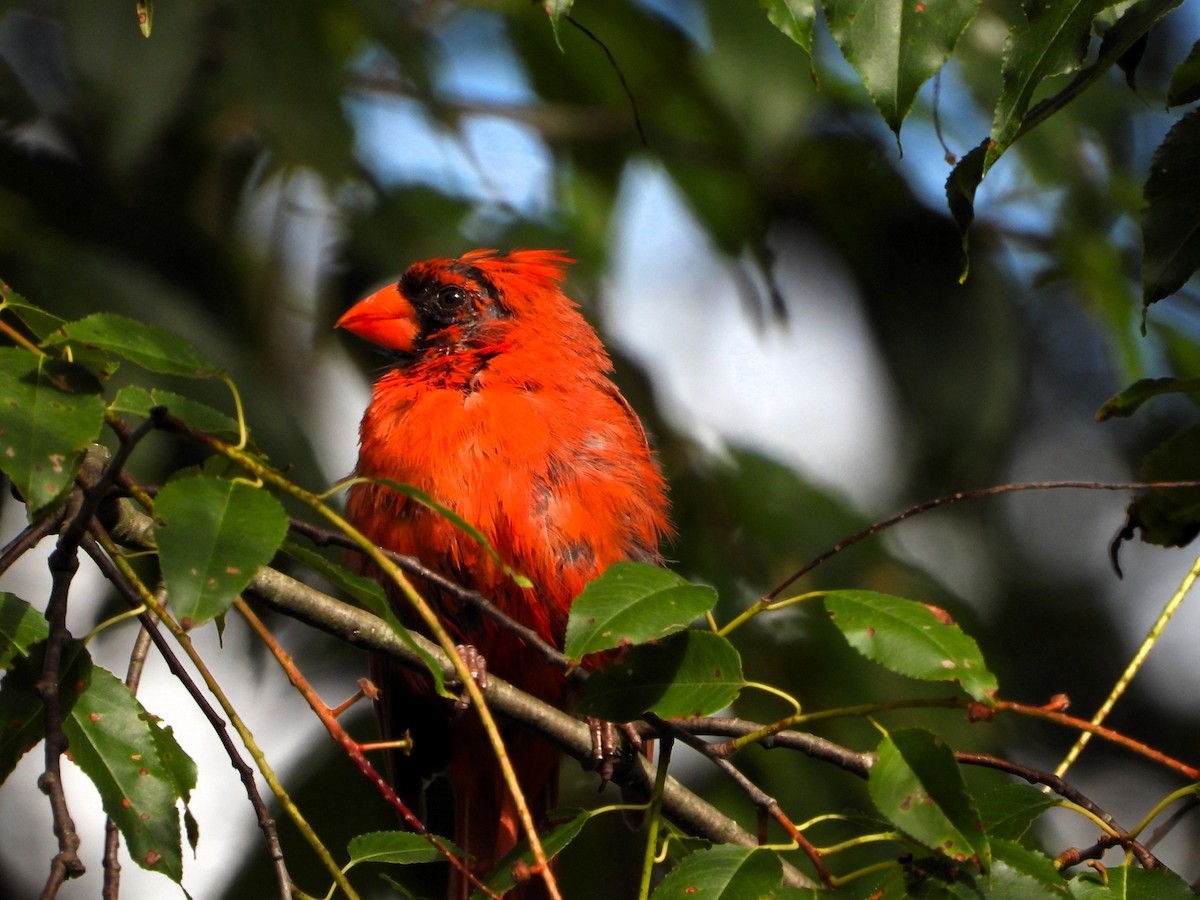 Northern Cardinal - ML641026056