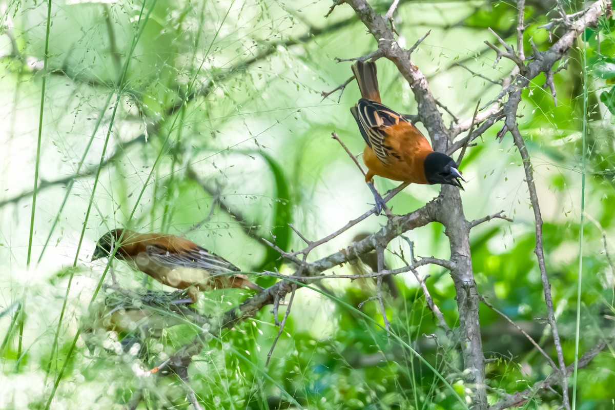 Chestnut Weaver - ML641026095