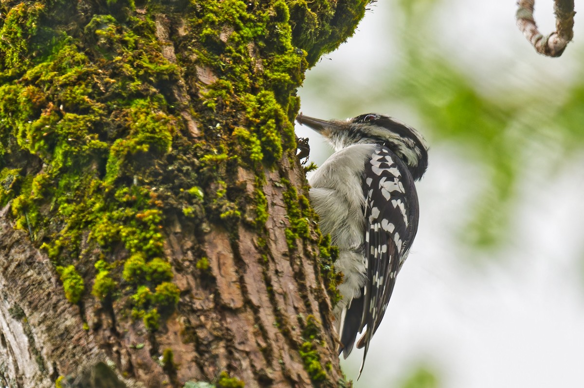Hairy Woodpecker - ML641026107