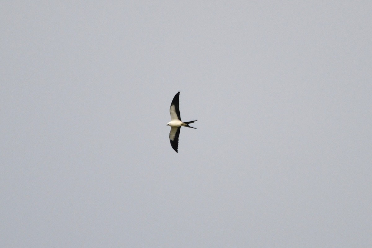 Swallow-tailed Kite - ML641026109