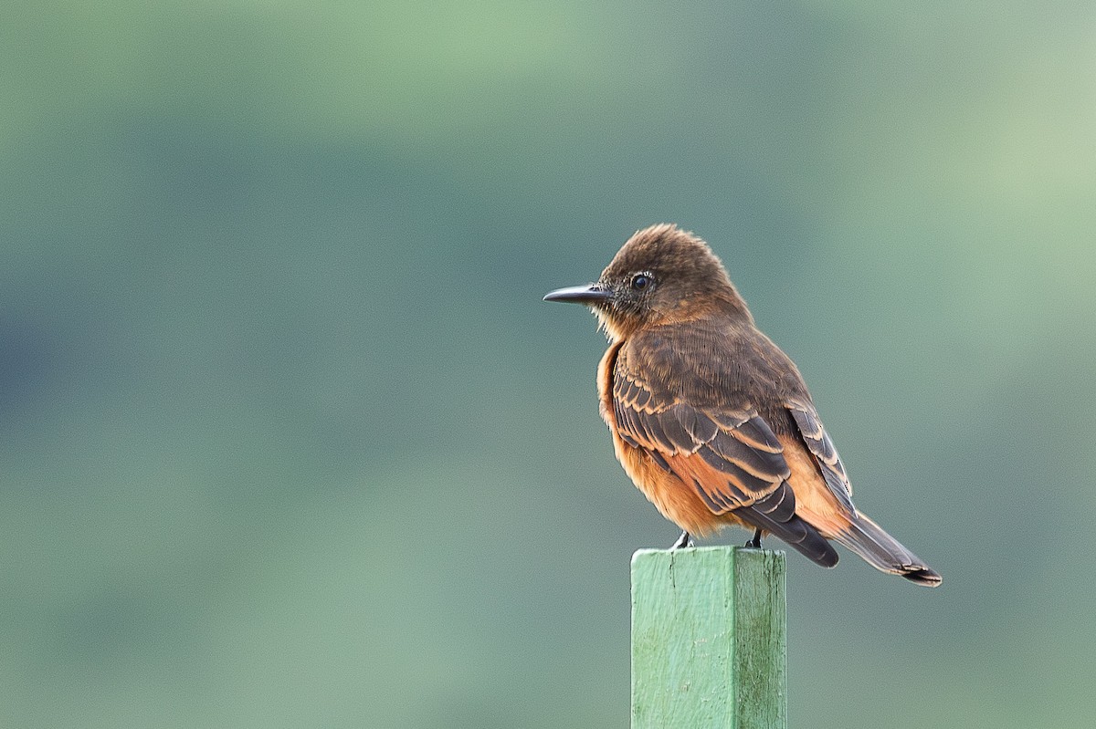 Cliff Flycatcher - ML641026110