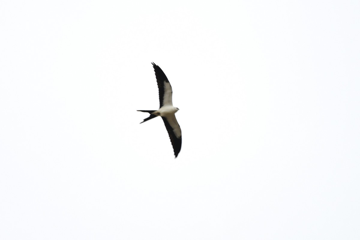 Swallow-tailed Kite - ML641026111