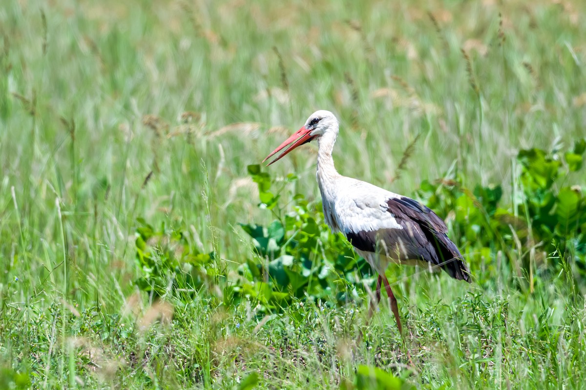 White Stork - ML641026149