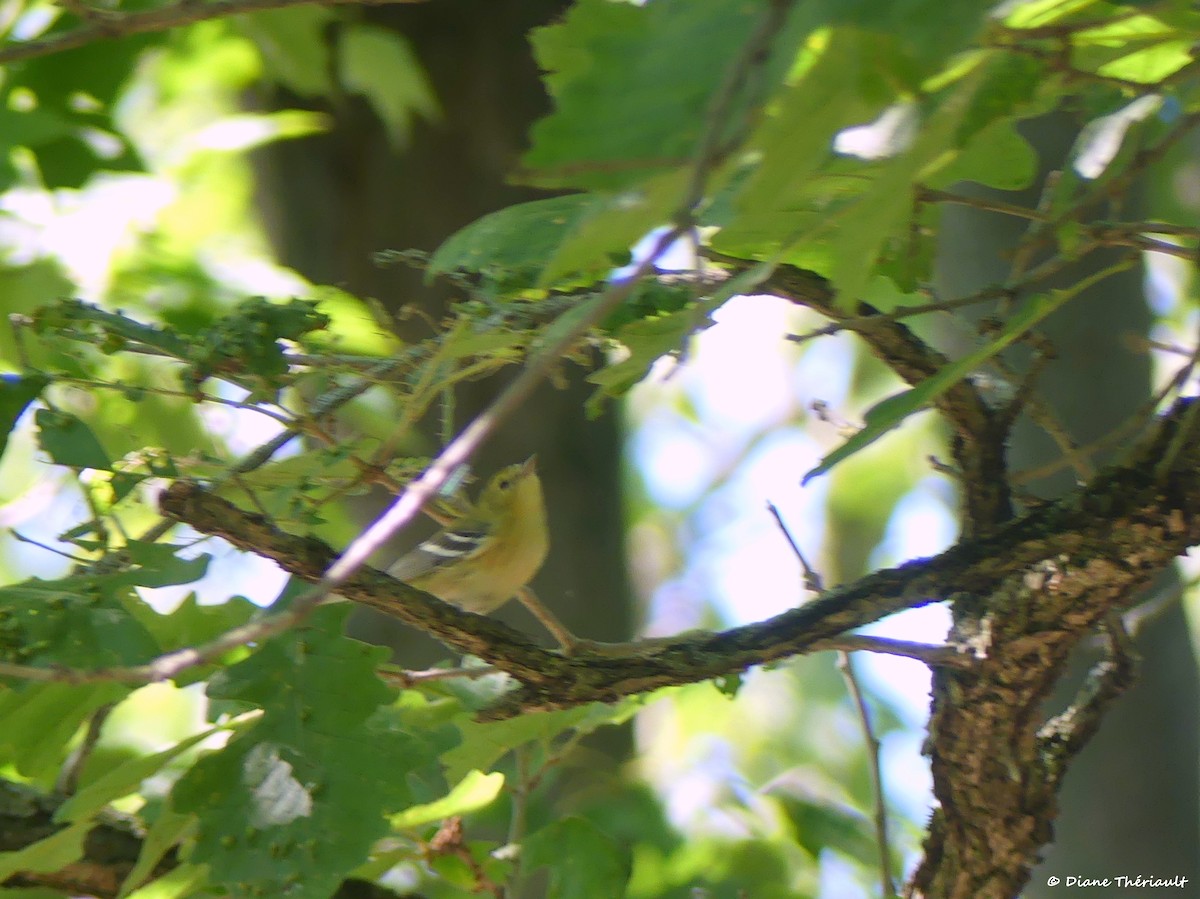 Bay-breasted Warbler - ML641026150