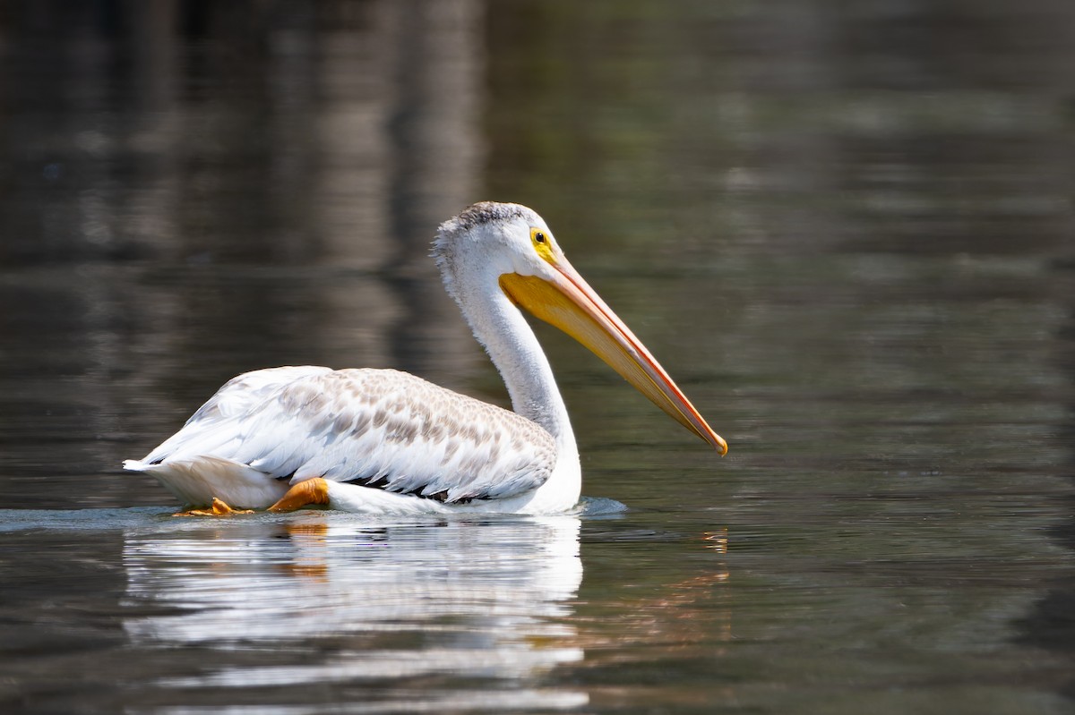 American White Pelican - ML641026156