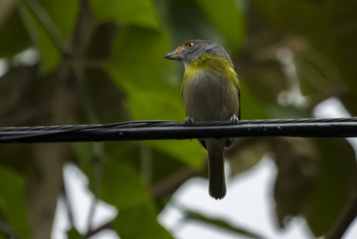 Rufous-browed Peppershrike - ML641026177