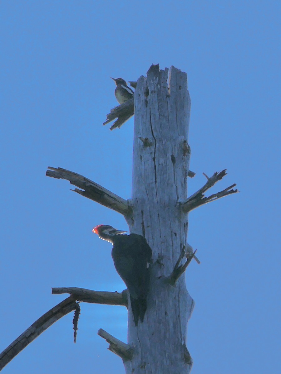 Pileated Woodpecker - ML641026178