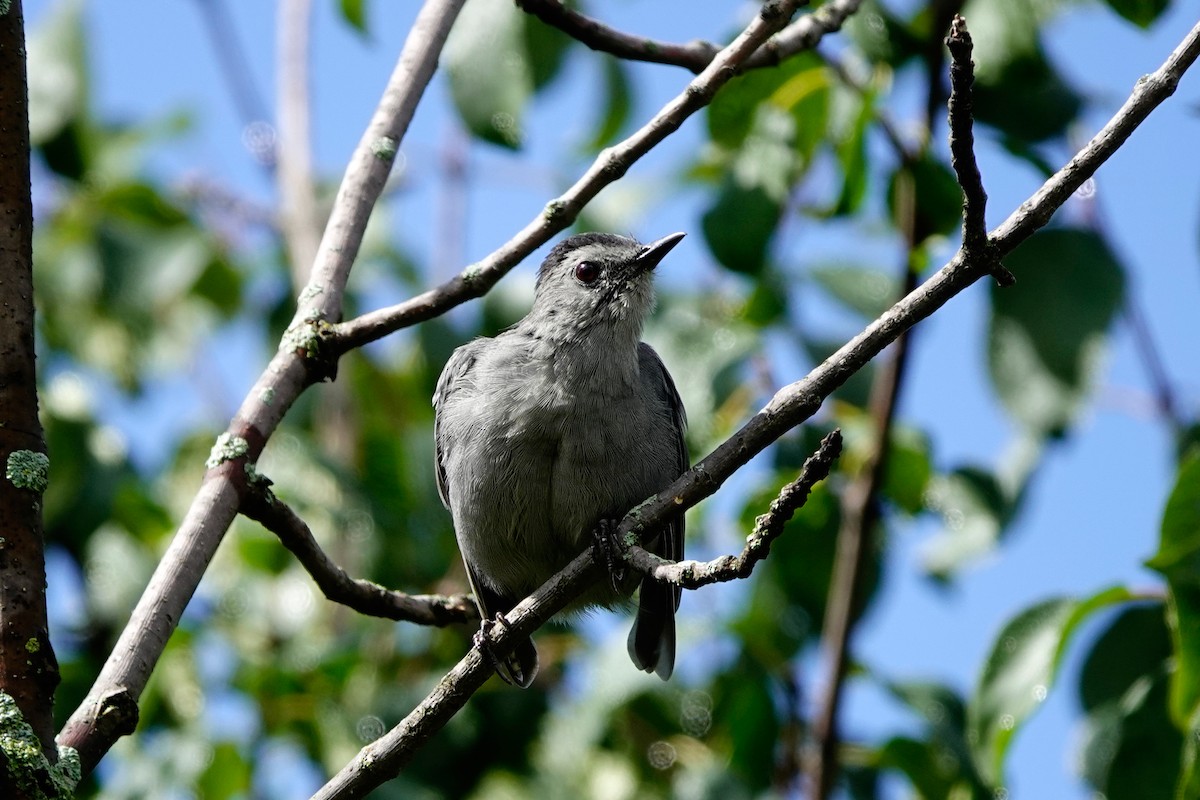 Gray Catbird - ML641026184