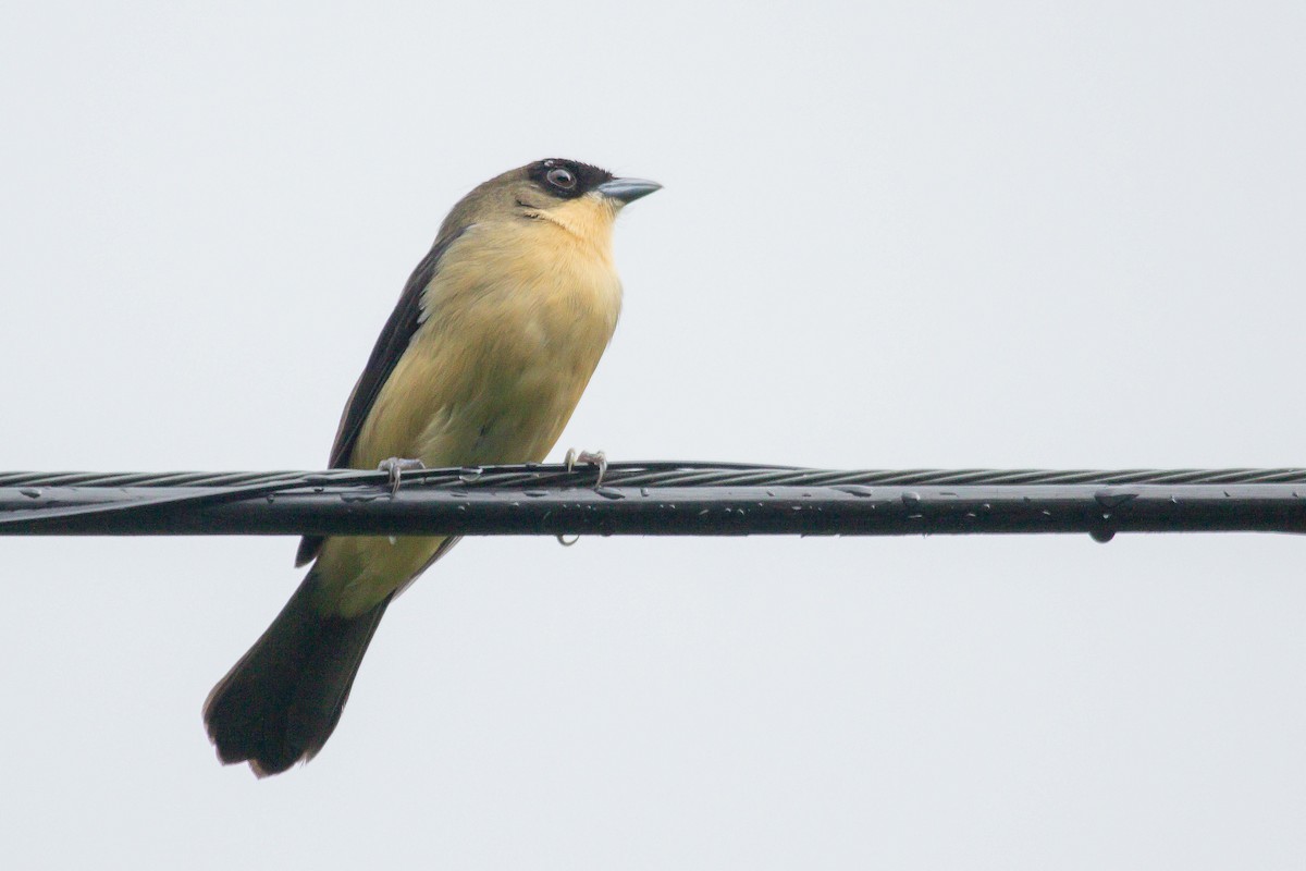 Black-goggled Tanager - ML641026204