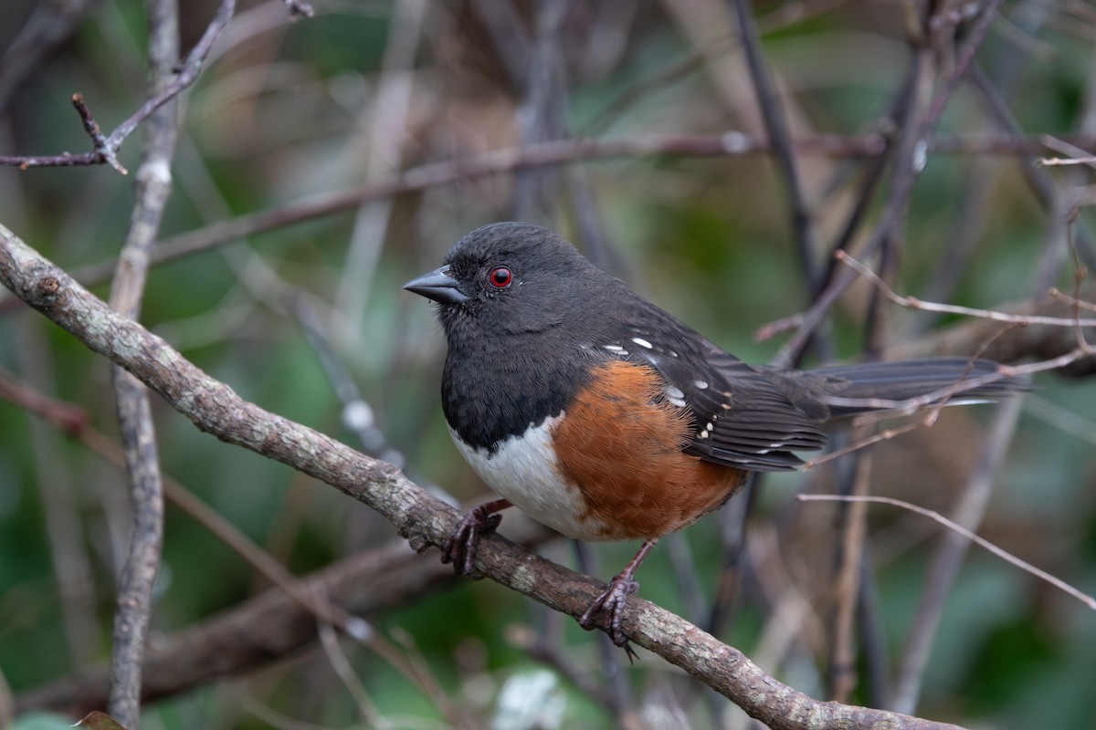 Spotted Towhee - ML641026223