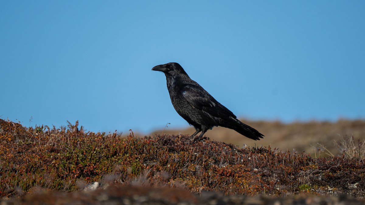 Grand Corbeau - ML641026265