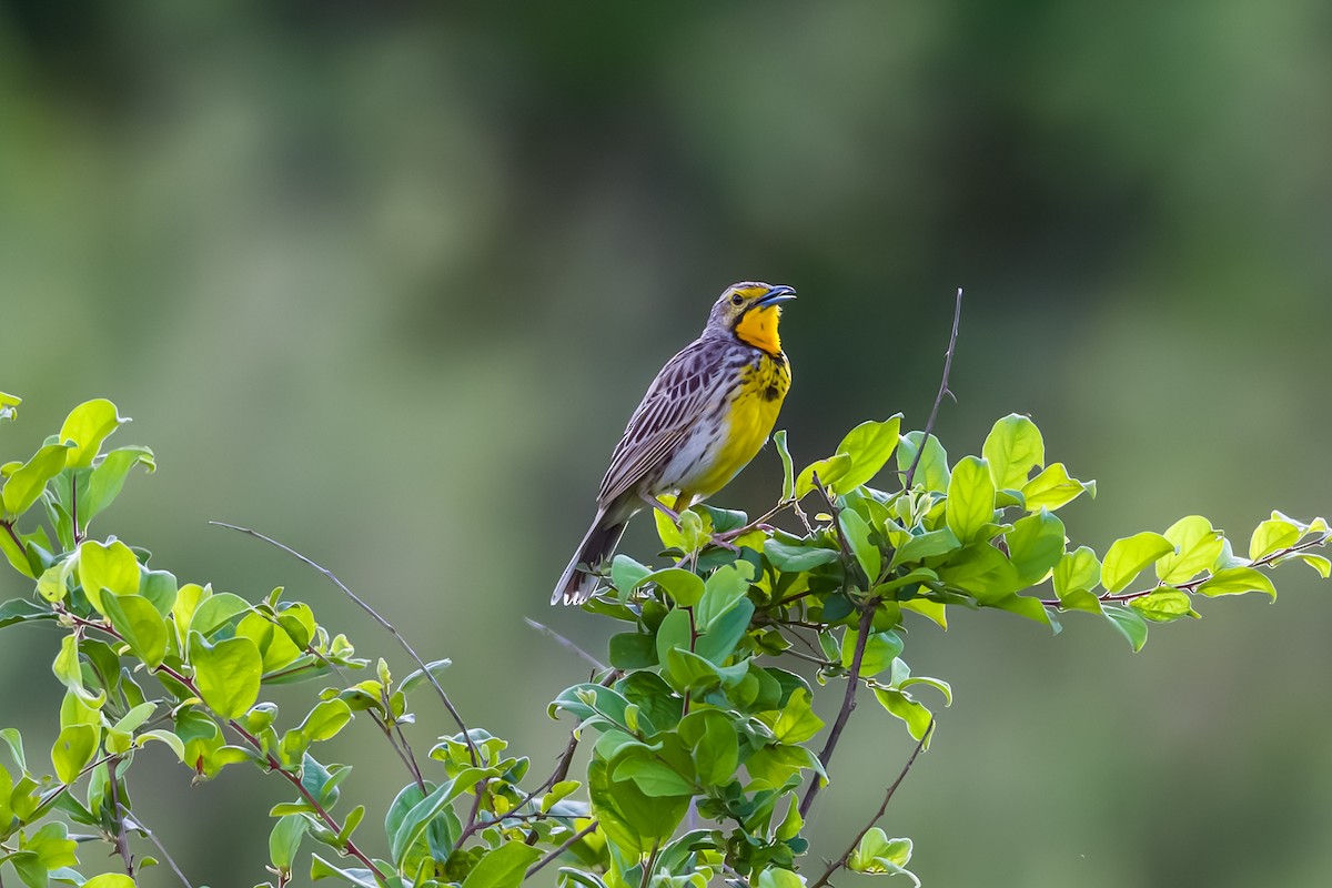 Pangani Longclaw - ML641026280