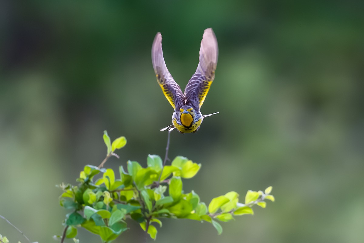 Pangani Longclaw - ML641026283