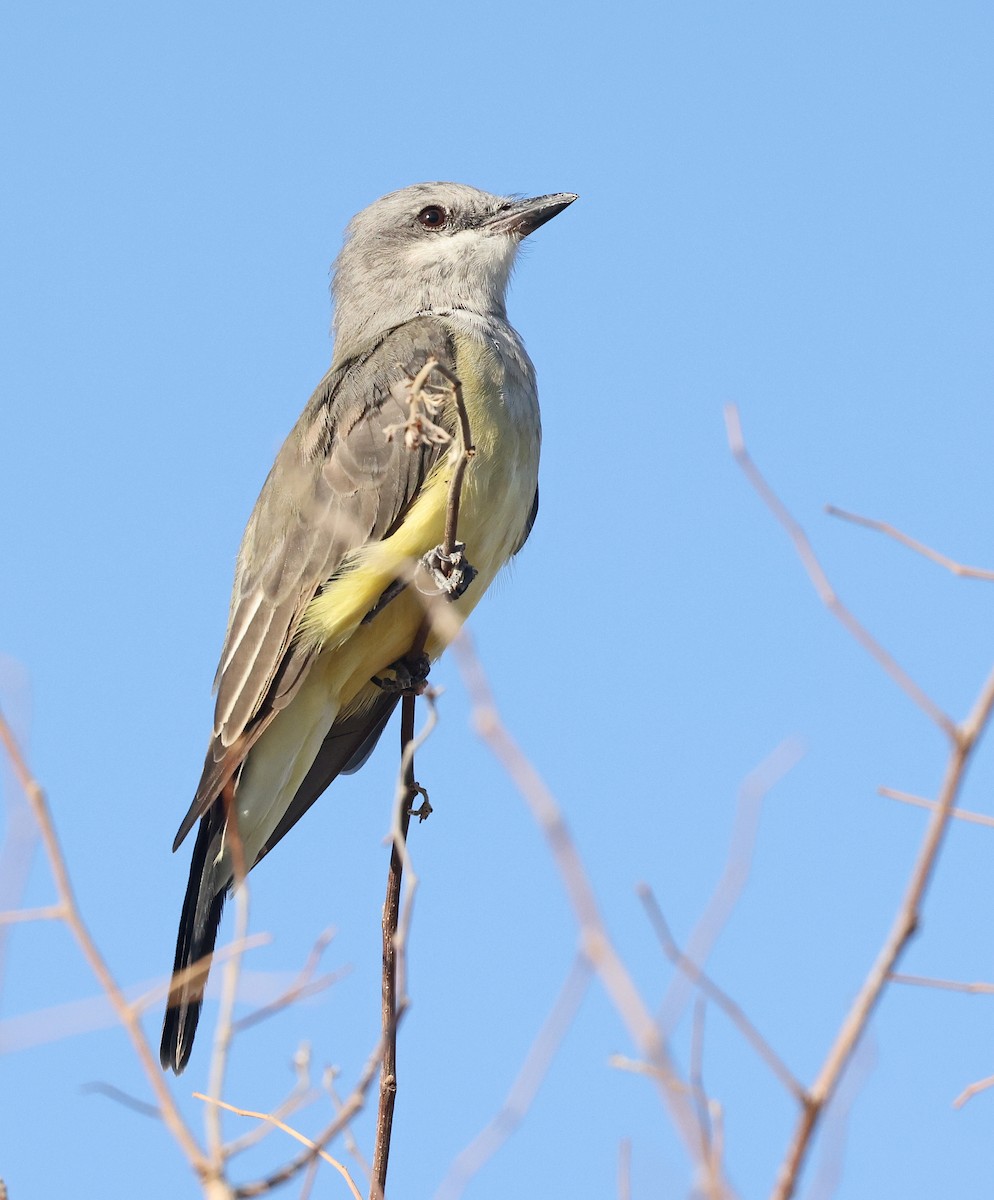 Western Kingbird - ML641026305