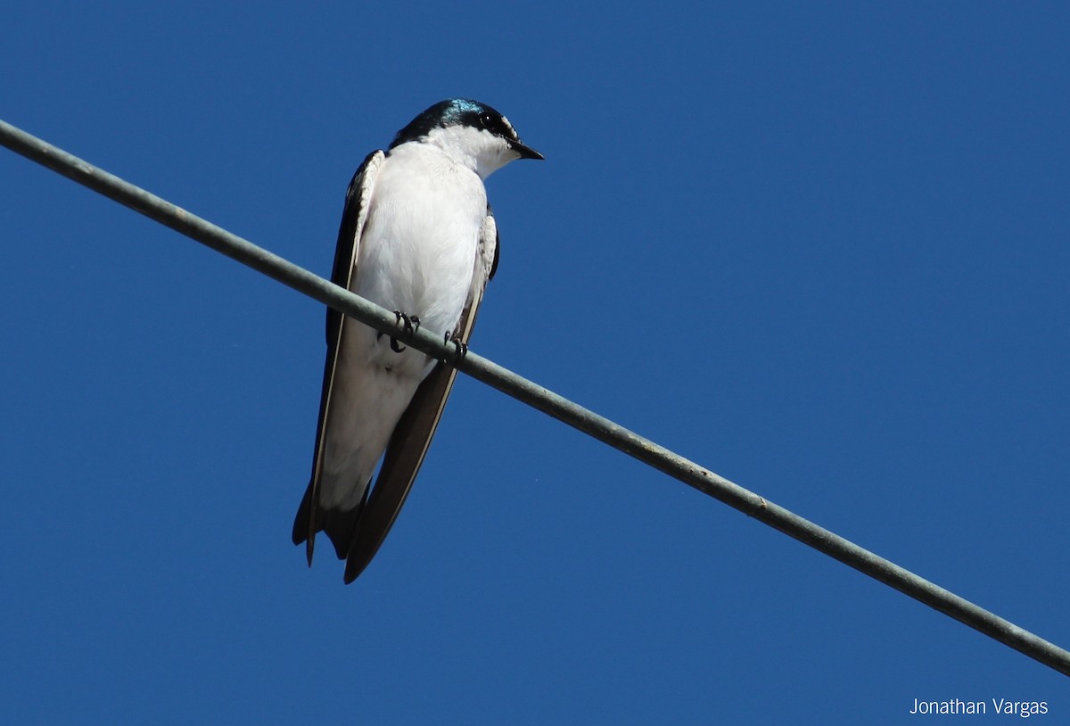 Mangrove Swallow - ML64102631