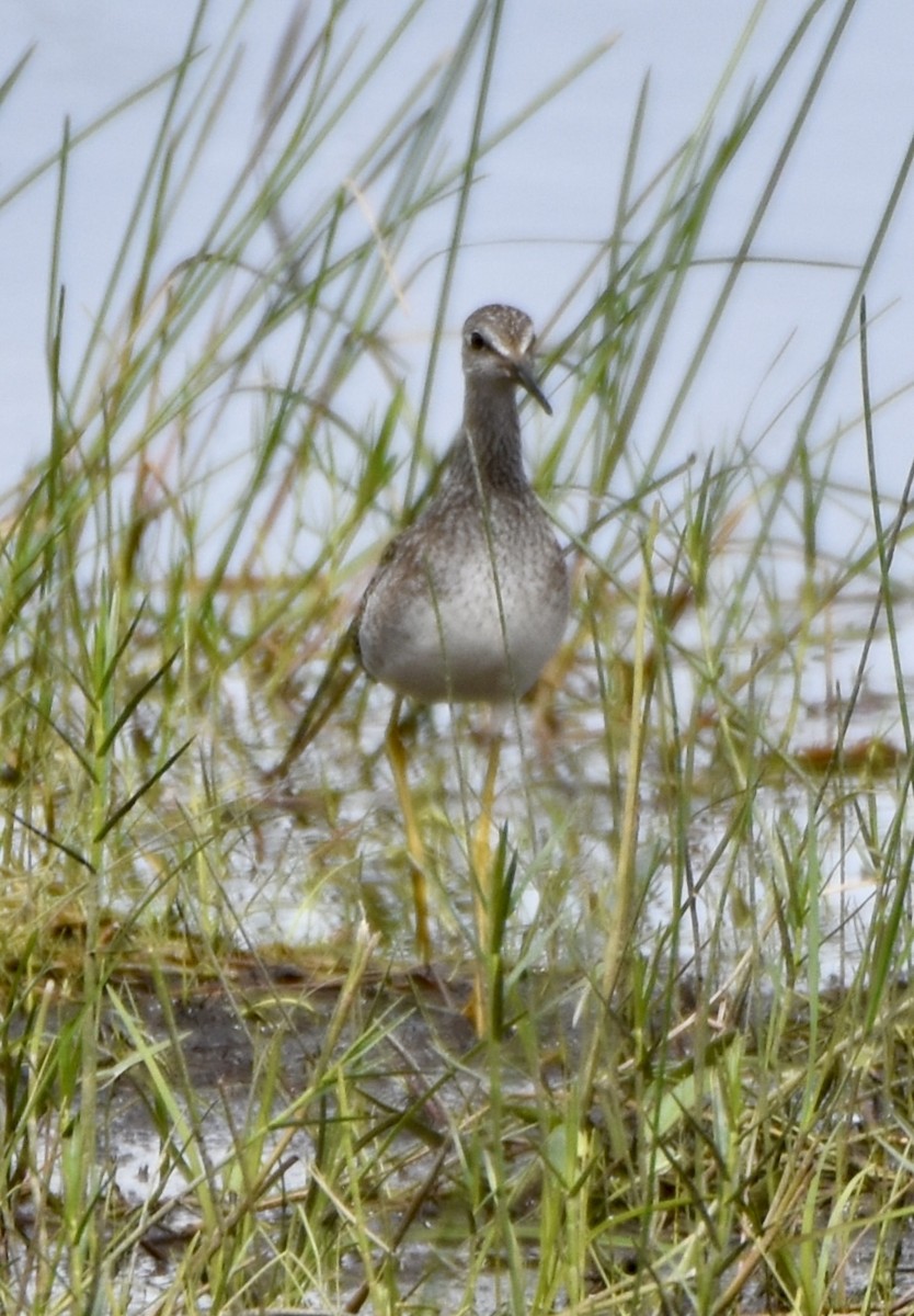 Lesser Yellowlegs - ML641026314