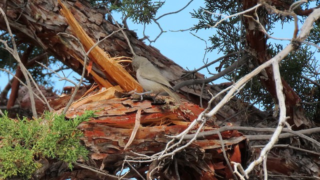 Juniper Titmouse - ML641026319