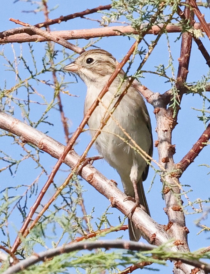 Brewer's Sparrow - ML641026356