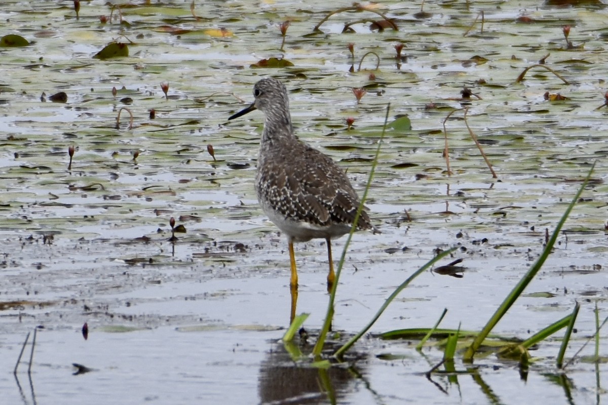 Greater Yellowlegs - ML641026360
