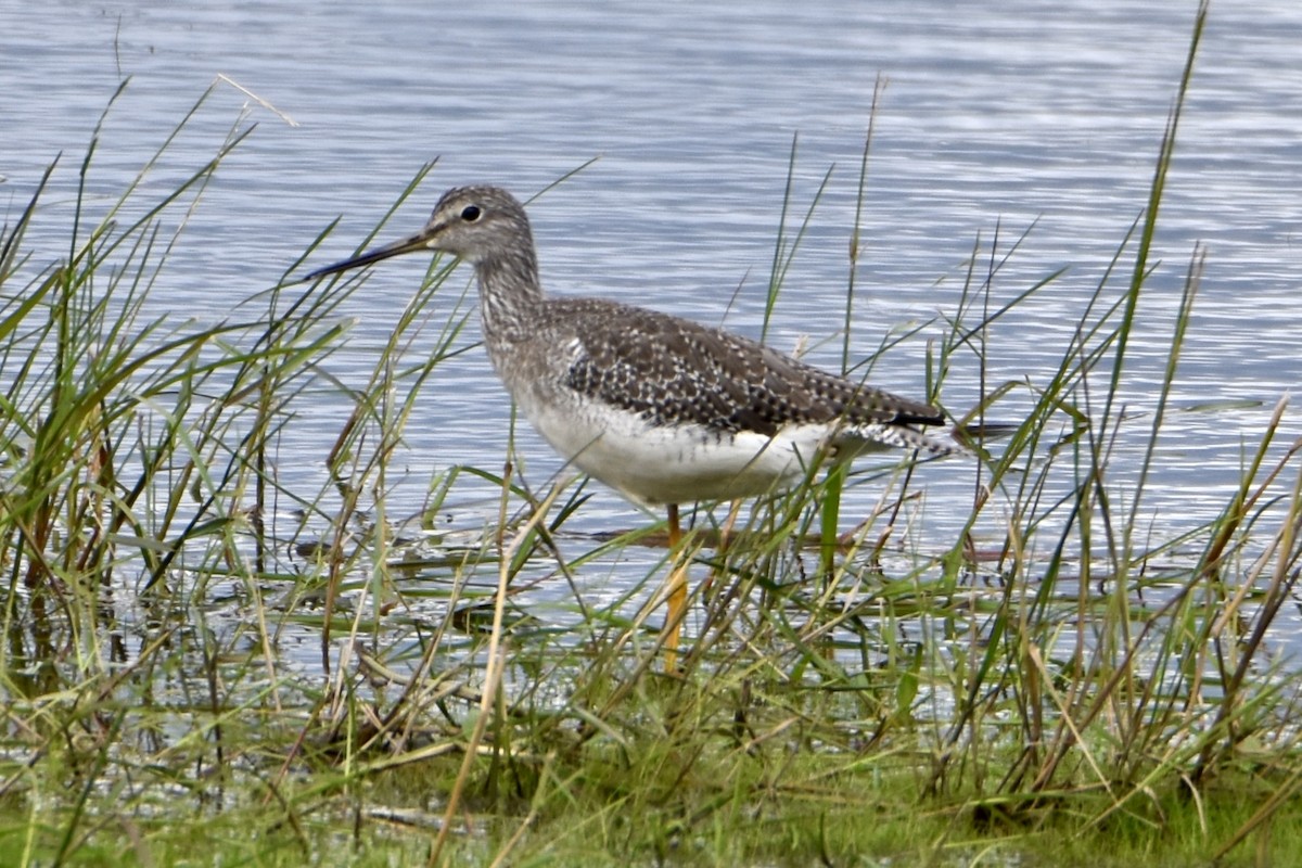 Greater Yellowlegs - ML641026361